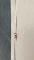 Dicromantispa interrupta