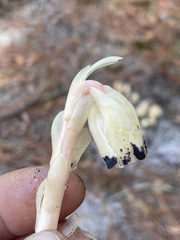 Monotropa brittonii