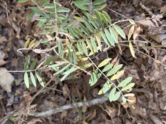 Tephrosia virginiana