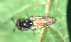 Hoplitimyia mutabilis