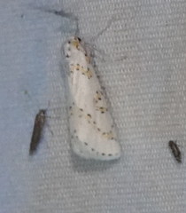 Philtraea paucimacula