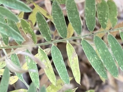 Tephrosia virginiana