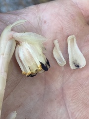 Monotropa brittonii