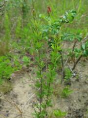 Lespedeza juncea