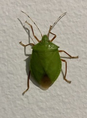 Chlorocoris