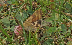 Heliothis viriplaca