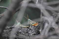 Melanoplus thomasi
