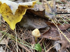 Entoloma murrayi