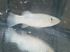 Fundulus grandis