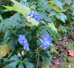 Aconitum napellus