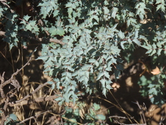 Berberis fremontii