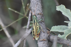 Melanoplus thomasi