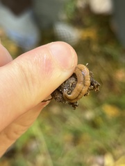 Bipalium adventitium