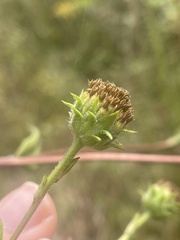Helianthinae