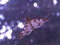 Epipagis fenestralis