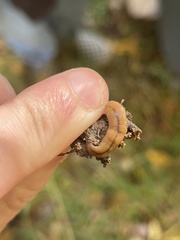 Bipalium adventitium