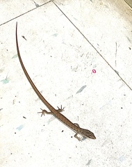 Elgaria multicarinata webbii