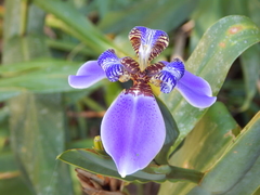 Trimezia coerulea