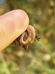 Bipalium adventitium