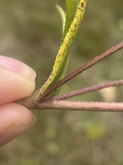 Helianthinae