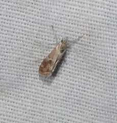 Noctueliopsis