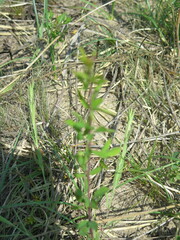 Lespedeza juncea