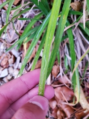 Ophiomyia kwansonis