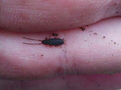 Uleiota planata