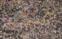 Pituophis catenifer affinis