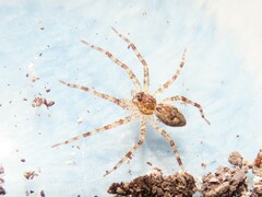 Dolomedes tenebrosus