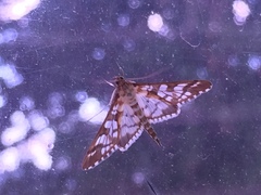 Epipagis fenestralis
