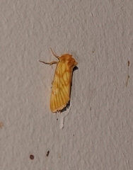 Eulithosia papago