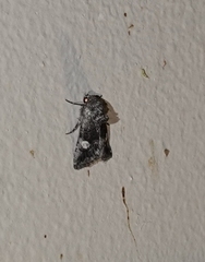 Copanarta aurea