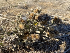 Heterotheca sessiliflora