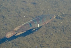 Mayaheros urophthalmus