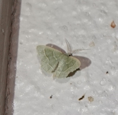 Chlorochlamys phyllinaria