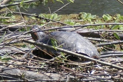 Trachemys dorbigni