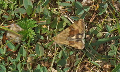 Heliothis viriplaca