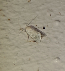 Leucocnemis perfundis