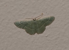 Chlorochlamys phyllinaria