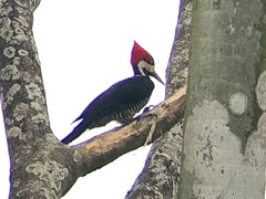 Campephilus melanoleucos