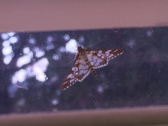 Epipagis fenestralis