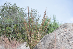 Penstemon clevelandii