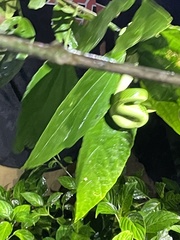 Bothriechis lateralis