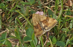 Heliothis viriplaca