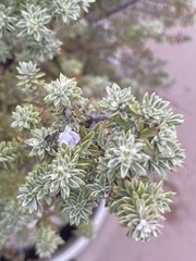 Lupinus chamissonis