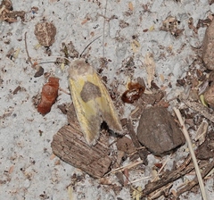 Stiria intermixta