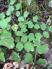 Vancouveria hexandra