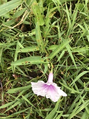 Ipomoea