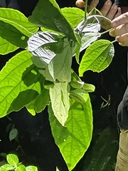 Bothriechis lateralis